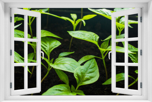 Fototapeta Naklejka Na Ścianę Okno 3D - Seedling of pepper from seeds. Grown on a windowsill