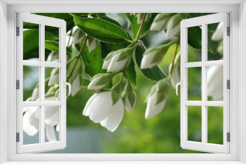 Fototapeta Naklejka Na Ścianę Okno 3D - jasmine blooming white flowers branch with leaves