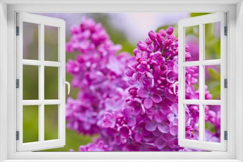 Fototapeta Naklejka Na Ścianę Okno 3D - beautiful lilac flowers in a spring garden