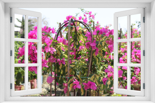 Fototapeta Naklejka Na Ścianę Okno 3D - Beautiful Pink Bougainvillea flowers on a bush in the garden