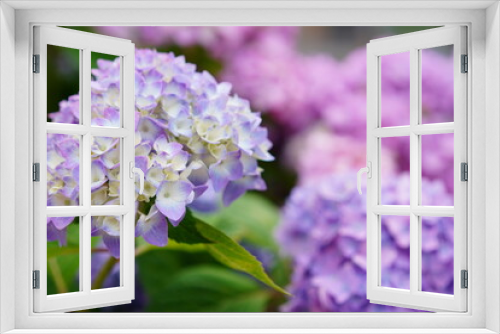 Fototapeta Naklejka Na Ścianę Okno 3D - 紫陽花のクローズアップ写真