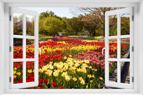 Fototapeta Naklejka Na Ścianę Okno 3D - Beautiful tulip garden with many varieties and a rainbow of colored tulip flowers