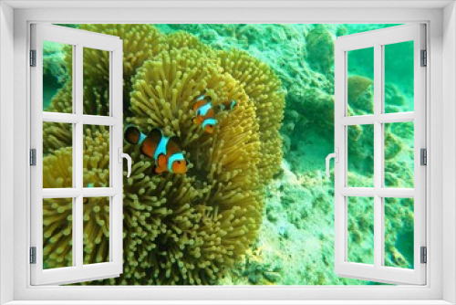 Fototapeta Naklejka Na Ścianę Okno 3D - Coral bleaching by climate change. Dead and dying coral reef due to global warming.