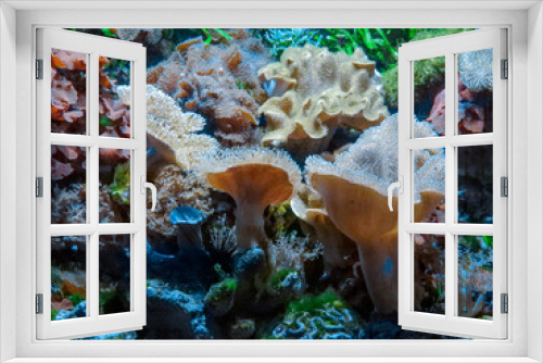 Fototapeta Naklejka Na Ścianę Okno 3D - Coral 