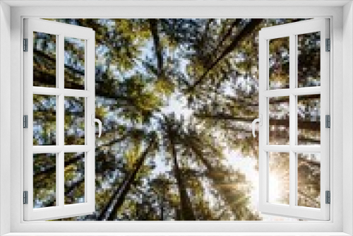 Fototapeta Naklejka Na Ścianę Okno 3D - Zauberwald Sonne Bäume Baumkronen Forest Trees Grün Natur Sonnenstrahlen Peace