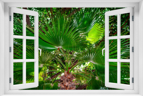 Fototapeta Naklejka Na Ścianę Okno 3D - Bright green natural fan palm foliage texture. Dark fresh leaves of tropical plant close-up