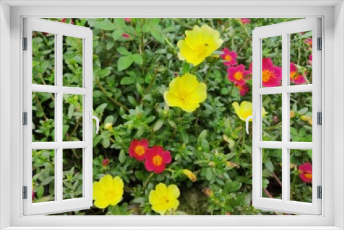 Fototapeta Naklejka Na Ścianę Okno 3D - Portulaca grandiflora (Portulaca, Moss Rose, Sun plant, Sun Rose) ; A colorful blossom, petals stacked overlapping in layers which variable and multi-colored. Perfect for Flower Background