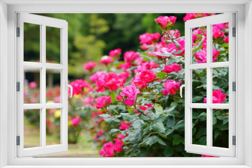 Fototapeta Naklejka Na Ścianę Okno 3D - 日本の植物園に咲くピンク色のバラ