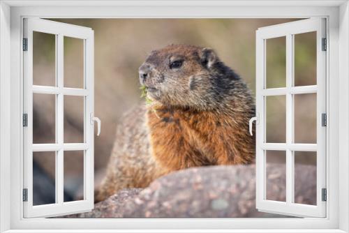 Fototapeta Naklejka Na Ścianę Okno 3D - Groundhog