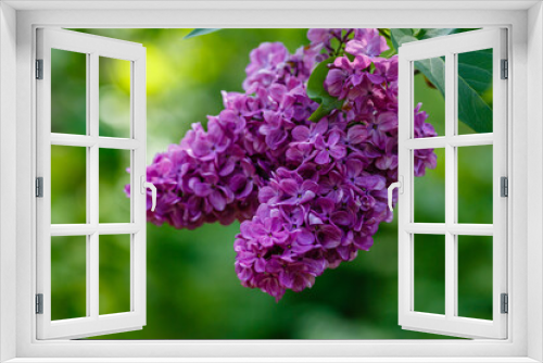 Fototapeta Naklejka Na Ścianę Okno 3D - Blooming lilac (лат. Syringa) in the garden. Beautiful purple lilac flowers on natural background