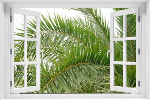Fototapeta Naklejka Na Ścianę Okno 3D - Green leaf of coconut palm tree, closeup - ヤシの木 アップ