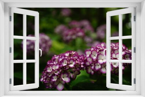 Fototapeta Naklejka Na Ścianę Okno 3D - Purple Hydrangea flower on blurred background - 紫色の紫陽花の花