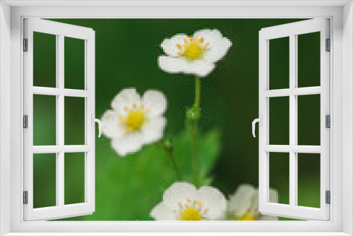 Fototapeta Naklejka Na Ścianę Okno 3D - Kwitnąca poziomka leśna truskawka