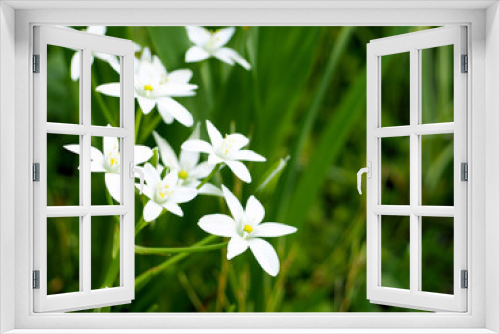 Fototapeta Naklejka Na Ścianę Okno 3D - twig with small white flowers on a green background side view