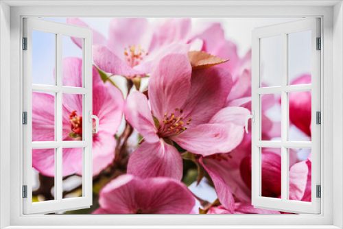 Fototapeta Naklejka Na Ścianę Okno 3D - Delicate pink apple tree flowers  macro. Spring summer background. Stock photo,