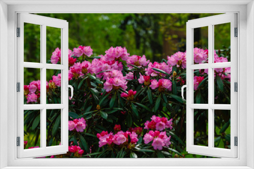 Fototapeta Naklejka Na Ścianę Okno 3D - A large bush blooming Rhododendron in garden. Many pink flowers Rhododendron, beautiful background.