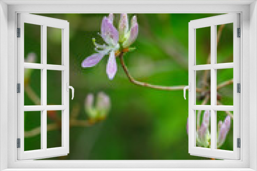 Fototapeta Naklejka Na Ścianę Okno 3D - Beautiful rhododendron flower in garden