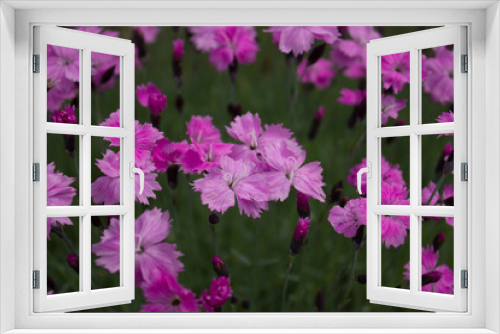 Fototapeta Naklejka Na Ścianę Okno 3D - Carnation flower. 05.06.2021 17:00
