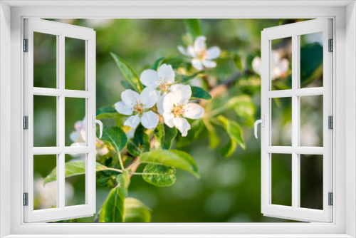 Fototapeta Naklejka Na Ścianę Okno 3D - Spring tree of a blossoming apple tree. Apple blossoms in May on a flowering branch.