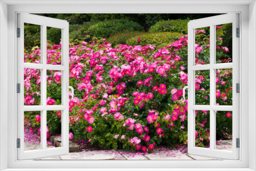 Fototapeta Naklejka Na Ścianę Okno 3D - Magic Meillandecor rose bushes. Roses in bloom in May, pink roses.