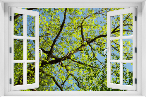 Fototapeta Naklejka Na Ścianę Okno 3D - Tree branches stretching across blue skies