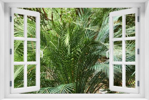 Fototapeta Naklejka Na Ścianę Okno 3D - The tree ferns are the ferns that grow with a trunk elevating the fronds above ground level. Most tree ferns are members of the 
