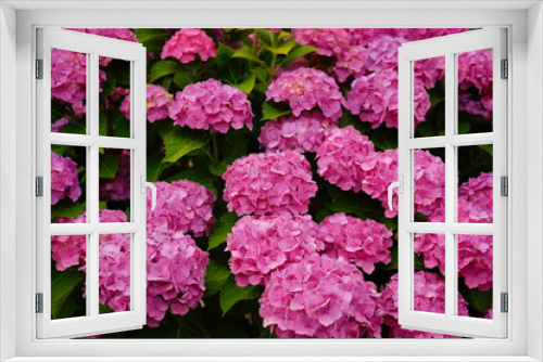 Fototapeta Naklejka Na Ścianę Okno 3D - Pink and purple Hydrangea flower on blurred background - ピンクと紫色の紫陽花の花