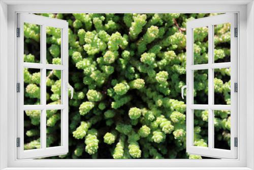 Fototapeta Naklejka Na Ścianę Okno 3D - Stonecrop, crassula close up. Beautiful botanical background. Macro photo of a green plant. 