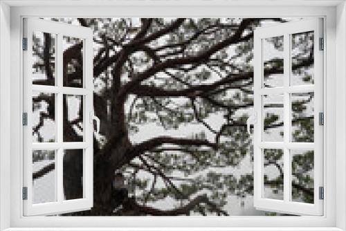 Fototapeta Naklejka Na Ścianę Okno 3D - 소나무