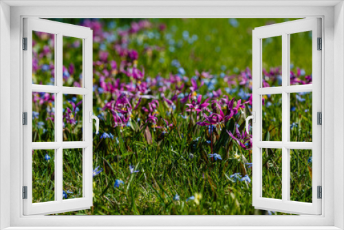 Fototapeta Naklejka Na Ścianę Okno 3D - Beautiful spring flowers Erythronium dens-canis in garden. Spring floral background.