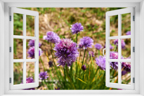 Fototapeta Naklejka Na Ścianę Okno 3D - cespuglio di bei fiori violetti in campagna