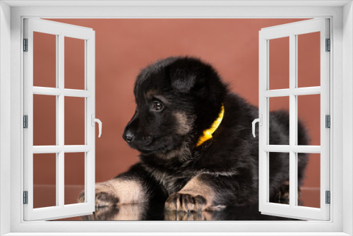 Fototapeta Naklejka Na Ścianę Okno 3D - puppy east european shepherd german shepherd lies studio portrait on brown background