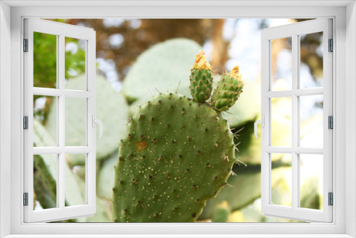 Fototapeta Naklejka Na Ścianę Okno 3D - Exotic plants: close-up of a prickly cactus
