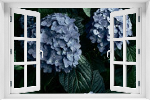 Fototapeta Naklejka Na Ścianę Okno 3D - wild hydrangea