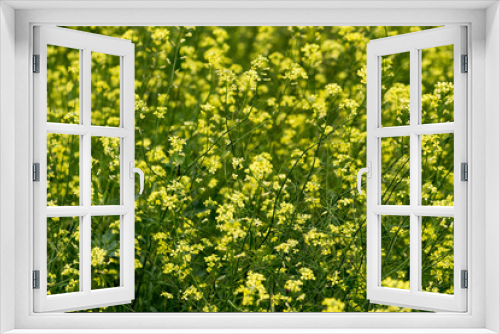 Fototapeta Naklejka Na Ścianę Okno 3D - Rapeseed flowers in close-up at the flowering time. The industrial farmland in the countryside between spring and summer.