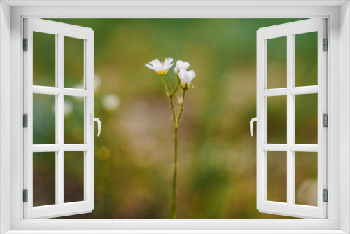 Fototapeta Naklejka Na Ścianę Okno 3D - Wild white flowers in the grass, natural background