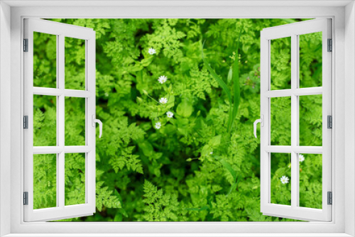 Fototapeta Naklejka Na Ścianę Okno 3D - background of green moss