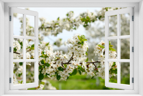 Fototapeta Naklejka Na Ścianę Okno 3D - blossoming tree