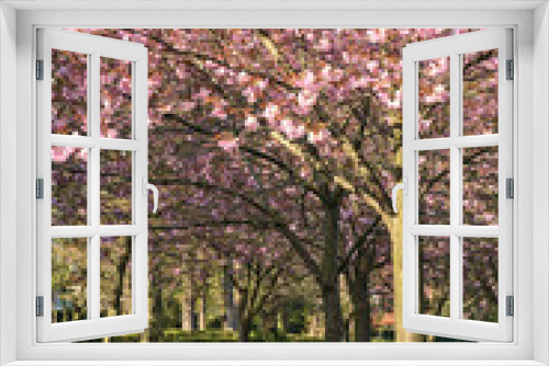 Fototapeta Naklejka Na Ścianę Okno 3D - Beautiful spring view of blooming pink cherry (Prunus Shogetsu Oku Miyako) trees empty alley and walking path during COVID-19 lockdown, in Herbert Park, Dublin, Ireland. Soft and selective focus