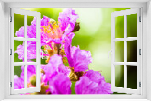 Fototapeta Naklejka Na Ścianę Okno 3D - Close up Violet Lagerstroemia floribunda flower in home garden on summer.