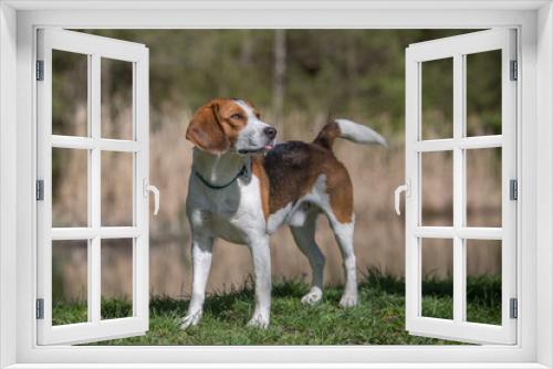 Fototapeta Naklejka Na Ścianę Okno 3D - Beagle am kleinen Moorweiher