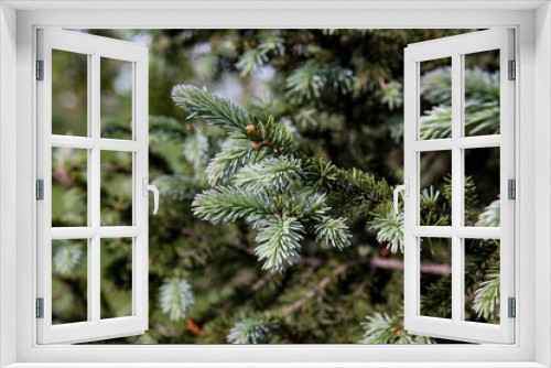 Fototapeta Naklejka Na Ścianę Okno 3D - Young growing pine tree branches