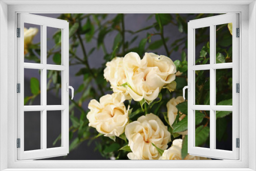 Fototapeta Naklejka Na Ścianę Okno 3D - Beautiful white roses in pot on dark background, closeup