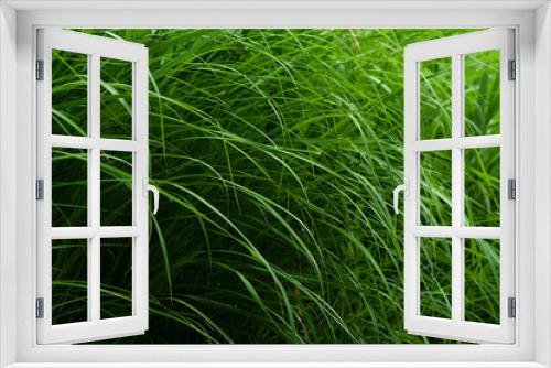 Fototapeta Naklejka Na Ścianę Okno 3D - green grass in the wind