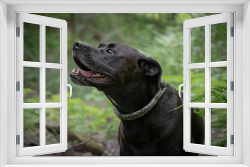 Fototapeta Naklejka Na Ścianę Okno 3D - Aufmerksamer Hund