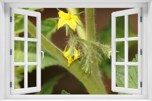 Fototapeta Naklejka Na Ścianę Okno 3D - Blüte einer Tomatenpflanze Solanum lycopersicum