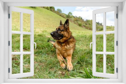 Fototapeta Naklejka Na Ścianę Okno 3D - front photo of a German grass dog lying in the grass in a sphinx pose, looking up to the left of the photo, while holding a stick in his hands, background a small valley and the blue sky with white cl