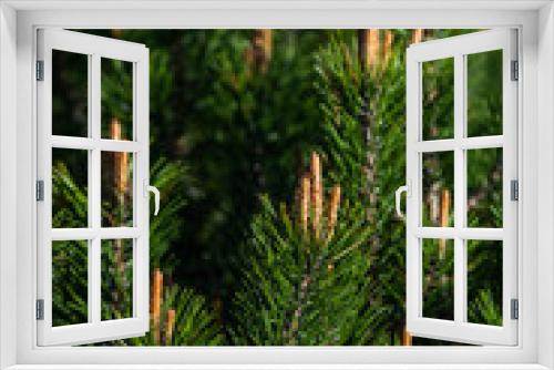 Fototapeta Naklejka Na Ścianę Okno 3D - Young shoots of a plant called Mountain Pine