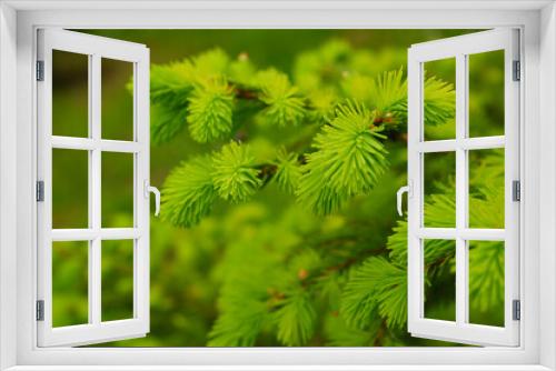 Fototapeta Naklejka Na Ścianę Okno 3D - Young, juicy, green shoots on a coniferous tree close-up. The evergreen spruce tree grows intensively in the spring. Narural background in green colors.