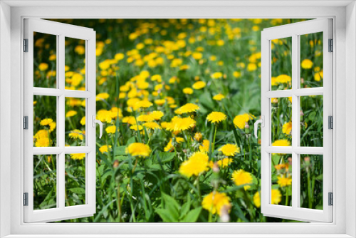 Fototapeta Naklejka Na Ścianę Okno 3D - Lots of yellow dandelions. Flowers in the field.